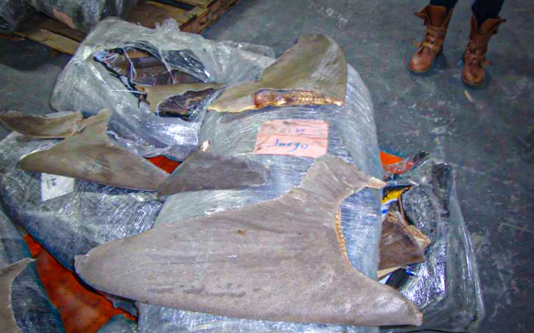 En los dos contenedores inspeccionados por la autoridad federal había sacos de aleta de tiburón, entre los que habían de especies protegidas.