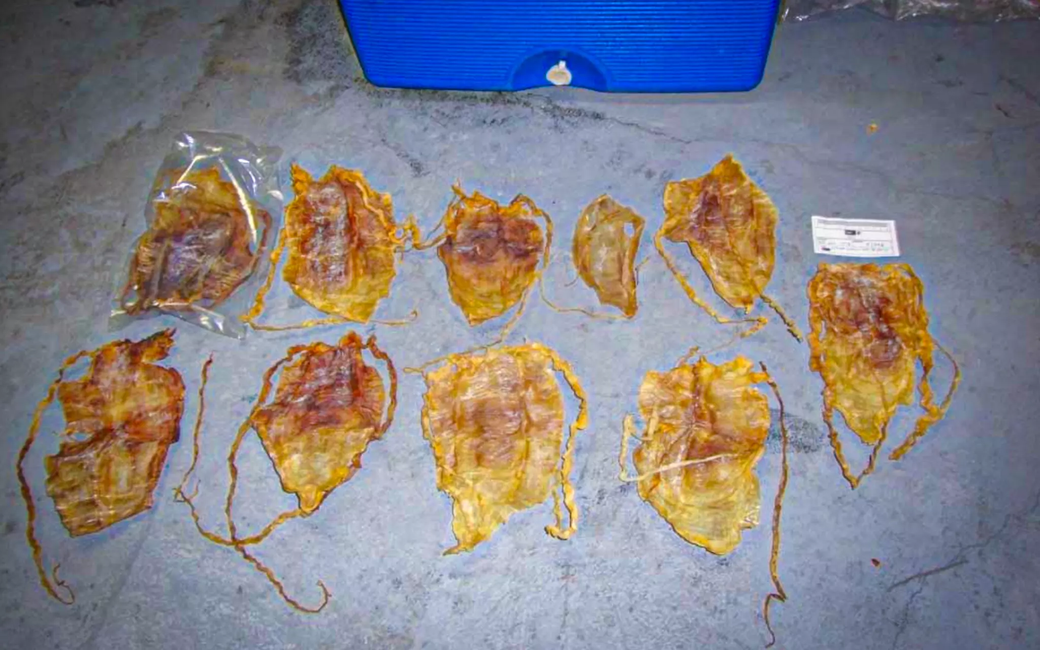 Diez vejigas natatorias del pez totoaba con sus características trenzas, penadas a nivel internacional, estaban escondidas entre las toneladas de curvina y medusa.